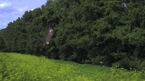 Flight of a Buzzard. Ultra slow motion hispeed  2000fps. Stock Footage 92910173