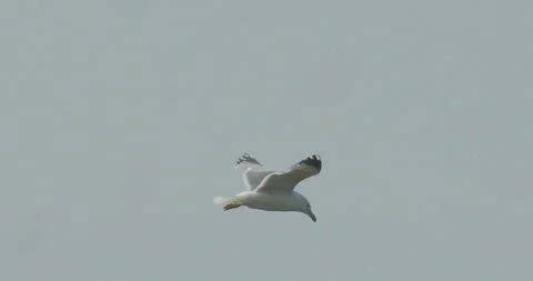 Flight, California gull soaring in blue sky, slomo left to right, 4k Stock Footage 244085964
