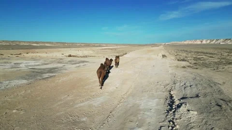 A flight for camels in the mountain desert Stock Footage 238462845