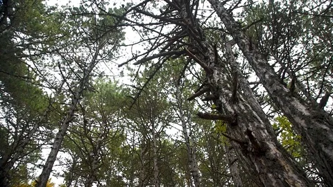 Flight of the camera in the autumn forest srkdi tree trunks against the sky Stock-Footage 104924874