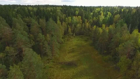 Flight of the camera over a dense green forest 스톡 동영상 130281295