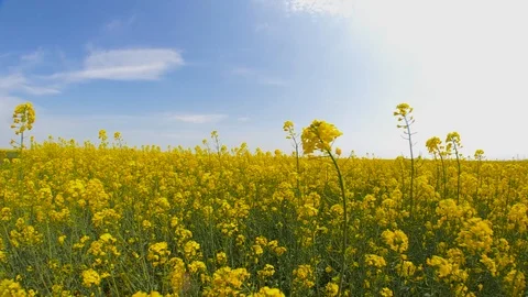 Flight of the camera over a flowering field of rapeseed to the horizon line Video stock 109453722