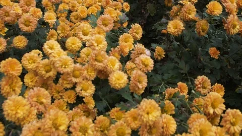 Flight of the camera over the glade with orange flowers 스톡 동영상 108998151