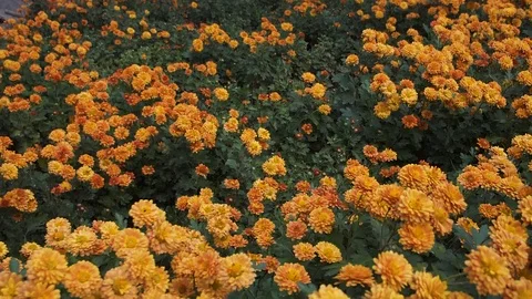 Flight of the camera over the glade with orange flowers Stock Footage 108998253