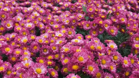 Flight of the camera over the glade with pink chrysanthemum 스톡 동영상 108997609