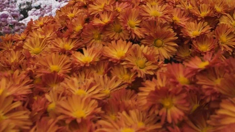 Flight of the camera over the glade with pink and orange flowers Stock Footage 108997643
