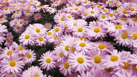 Flight of the camera over the glade with pink flowers Stock Footage 108997695