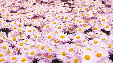 Flight of the camera over the glade with pink flowers Stock Footage 108997761