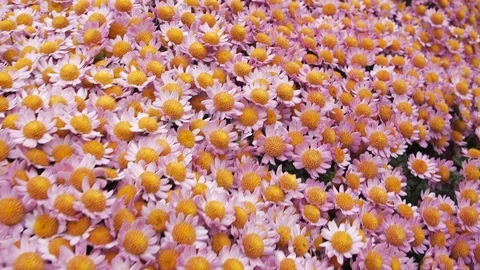 Flight of the camera over the glade with pink flowers Stock Footage 108997799