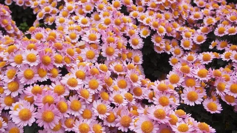 Flight of the camera over the glade with pink flowers Stock Footage 108997838