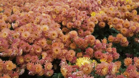 Flight of the camera over the glade with pink and orange flowers Stock Footage 108997968