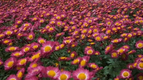Flight of the camera over the glade with pink chrysanthemum Stock Footage 108998010