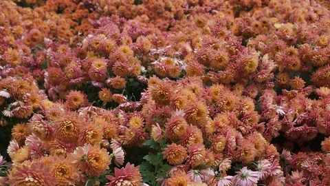 Flight of the camera over the glade with pink and orange flowers Stock Footage 109143468