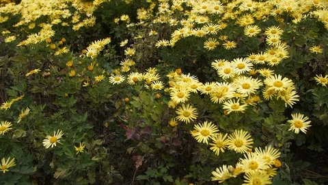Flight of the camera over the glade with yellow flowers Stock Footage 108998213