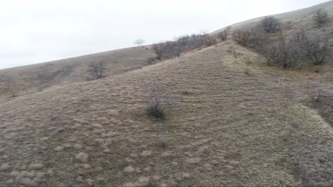 Flight of a camera over a hillside with rare trees in autumn Stock Footage 91396427