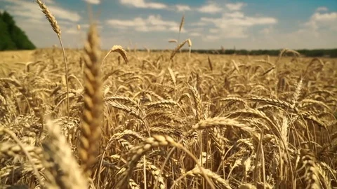 Flight Of The Camera Through Cones Of Speely Wheat. Close-Up Shot Stock-Footage 77657526