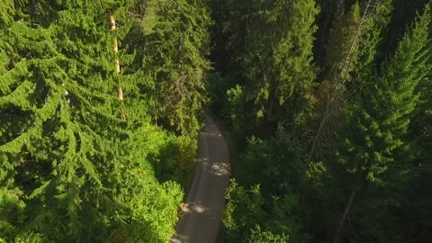 Flight of the camera through a dense green forest 動画素材 130266770