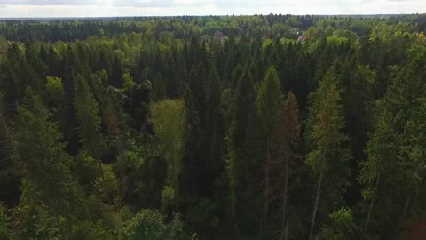 Flight of the camera through a dense green forest Stock Footage 130272489