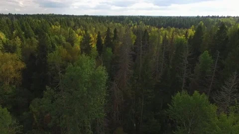 Flight of the camera through a dense green forest 動画素材 130274103