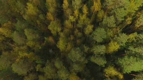 Flight of the camera through a dense green forest 스톡 동영상 130279267