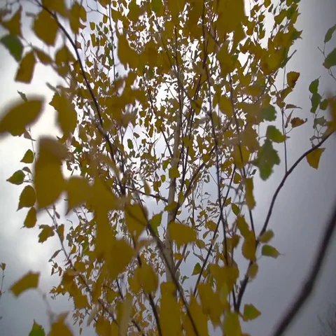 Flight of the Camera Through Yellow Leaves of a Tree in the Fall Stock Footage 69717107