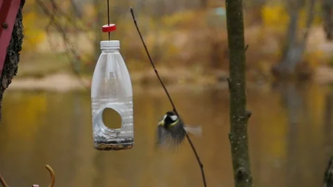 Flight in a circle, birds tit at the feeder in autumn Stock Footage 232924251