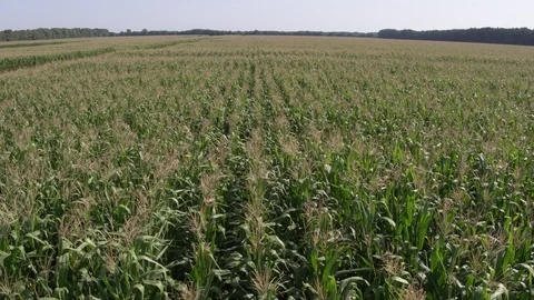 Flight close to corn field Stock-Footage 123778060