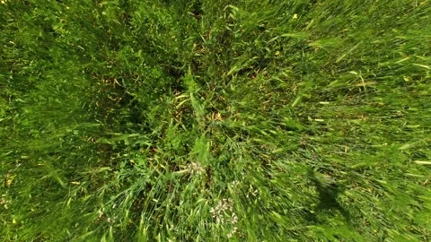 The flight is close to the earth above the field of green wheat. bird's eye view Video stock 91046459