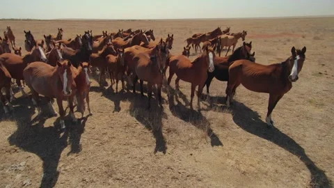 Flight close up flock herd of horses equine stand savannah flat steppe pasture   Stock Footage 155841184