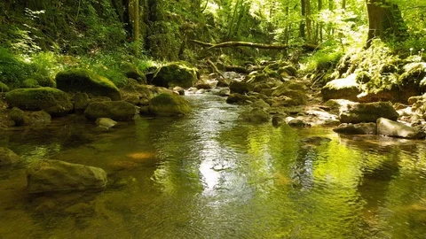 Flight close to magic sunny forest river Stock Footage 129566204