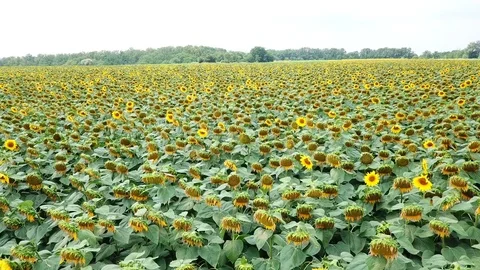 Flight close up over the field with yellow sunflowers 스톡 동영상 92639736