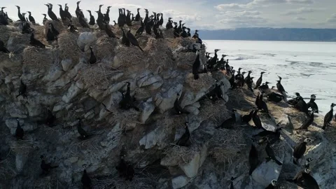 Flight closeup cormorants nesting birds on cliff, Lake Baikal spring nature film Video stock 202643175