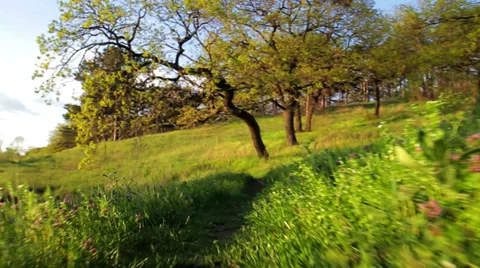 Flight on the coast Stock Footage 37629549