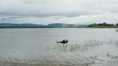 Flight from a coast by a huge river Stock Footage 133291254