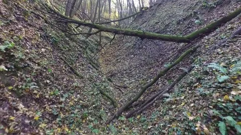 A flight of colorful ravines over fallen trees, aerial view Stock Footage 85288919