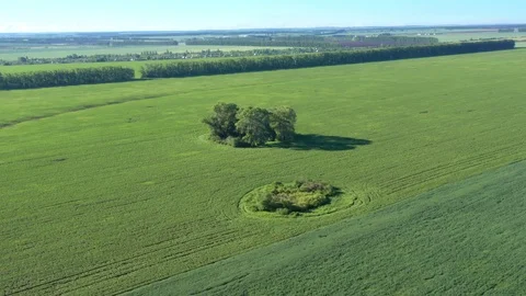 Flight of the copter around areas with trees Stock Footage 119072458