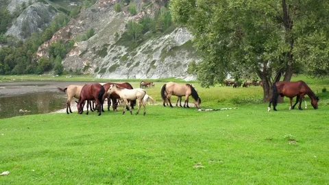 Flight of the copter close to a herd of horses grazing 스톡 동영상 115854542