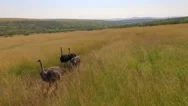Flight Copter For Ostriches In The Savannah Stock Footage
