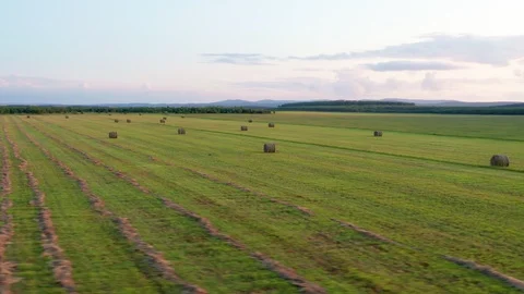 Flight of the copter over the field where the crop was harvested. Stock Footage 114123018