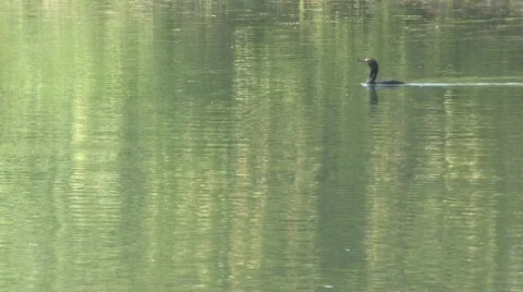 Flight of a Cormorant Видео 734857
