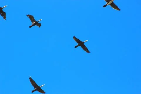 A flight of cormorants Foto stock