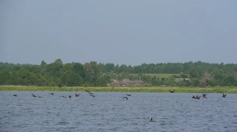 The flight of the cormorants. Slow motion Stock Footage 54912224