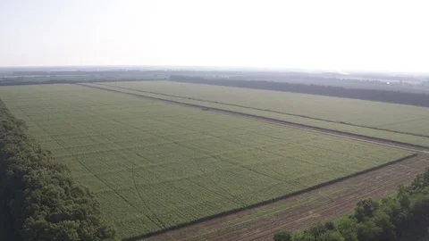 Flight from corn field Video stock 123778433