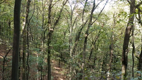 Flight by a couple of trunks in a thick forest on a sunny day Stock Footage 140348567