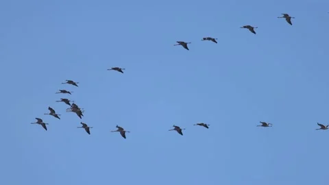 Flight of the cranes against the blue sky, 4K slomo Stock Footage 172428405