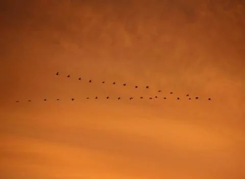 The flight of cranes in the sky. Stock Photos