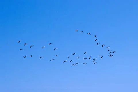 Flight of cranes in the sky. Stock Photos
