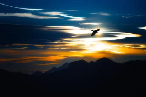 Flight of crow in the mountains at sunset Stock Photos