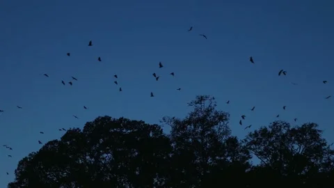 Flight of a crow over the forest at dusk, in Cambodia Stock Footage 236168666