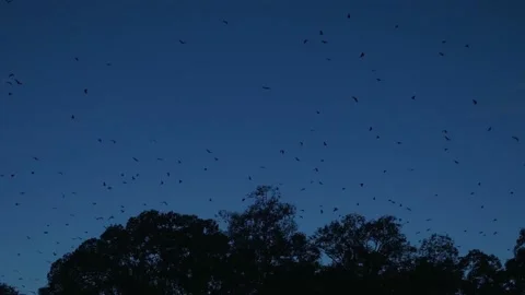 Flight of a crow over the forest at dusk, in Cambodia Stock Footage 236172741